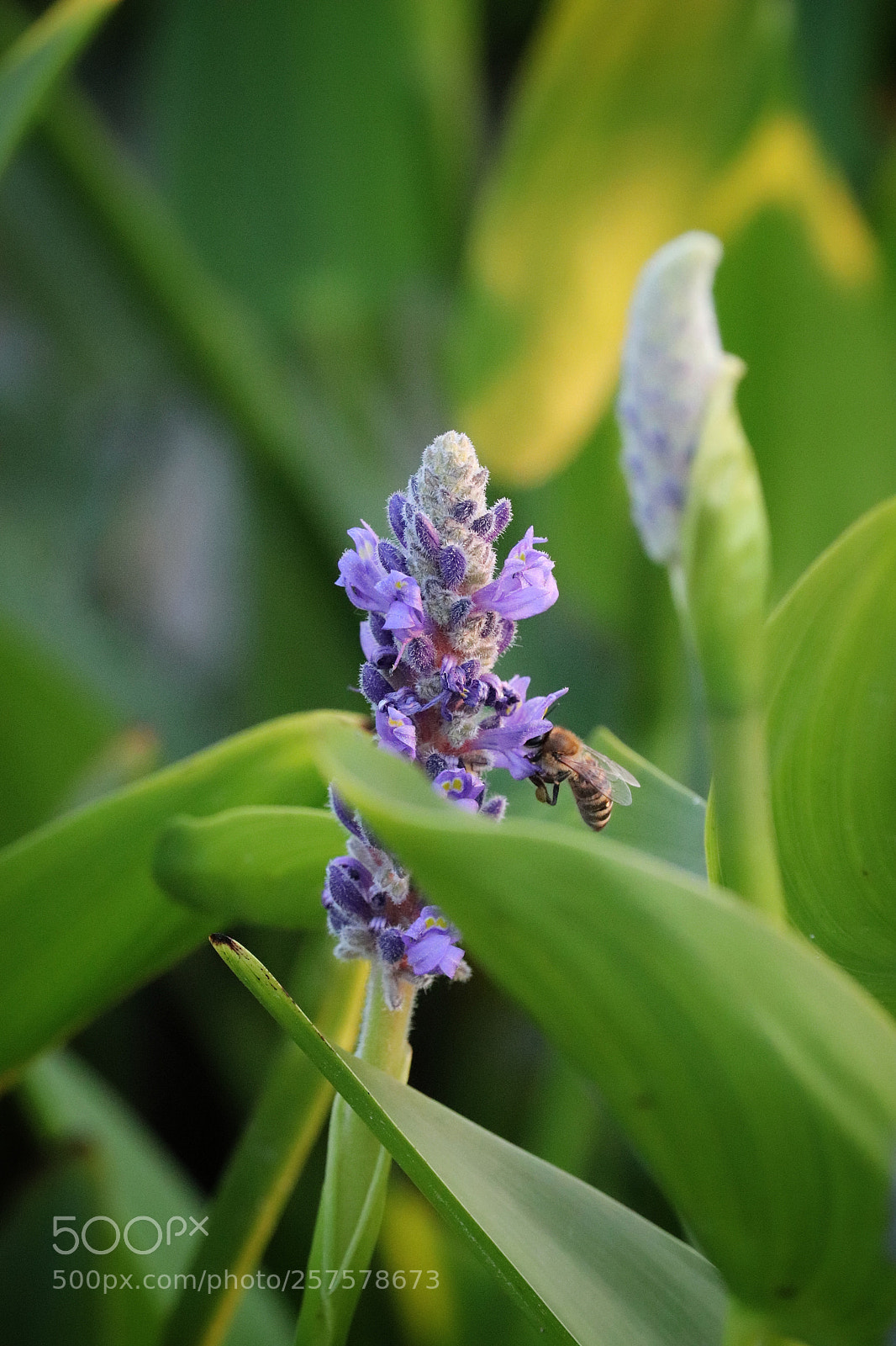 Canon EOS 800D (EOS Rebel T7i / EOS Kiss X9i) sample photo. Flower and a bee photography