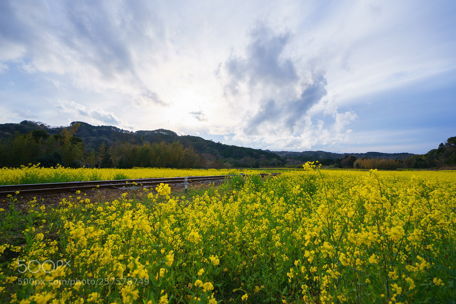 Sony a7 II sample photo. Canola flower photography