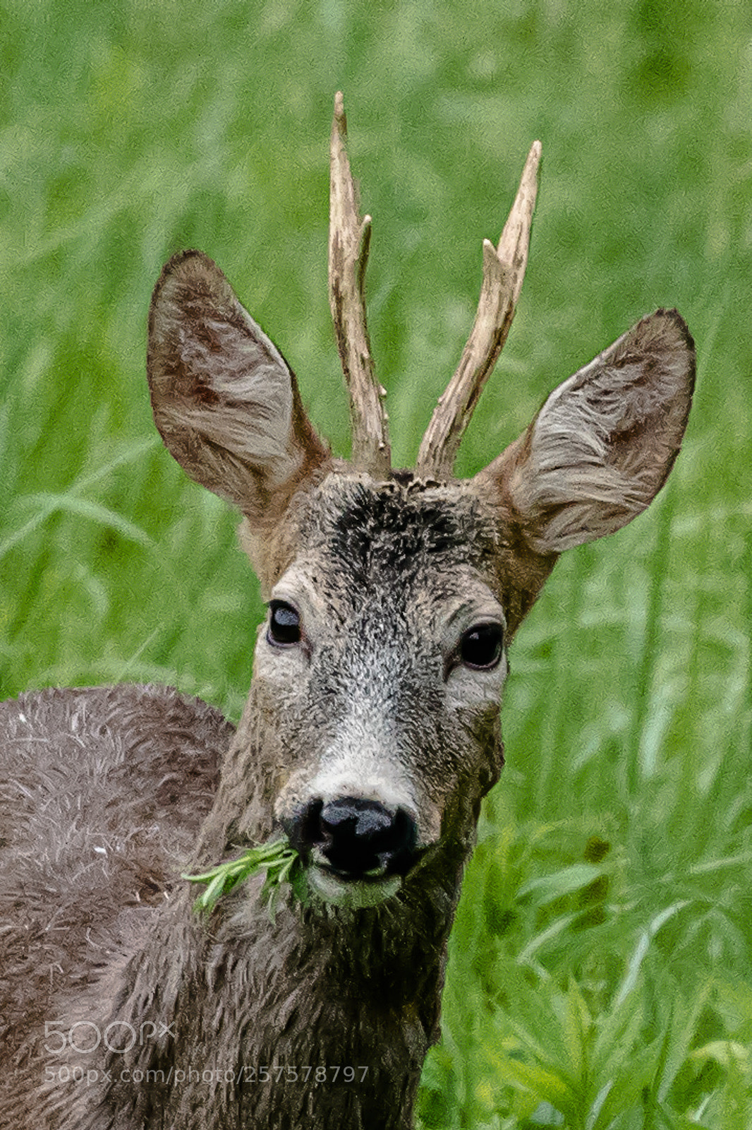 Nikon D750 sample photo. äsendes reh photography