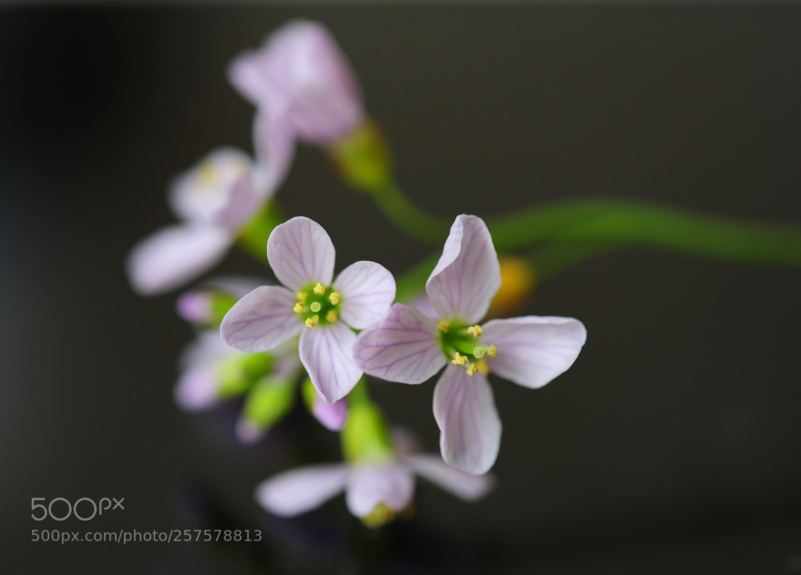 Nikon D700 sample photo. Spring flower photography