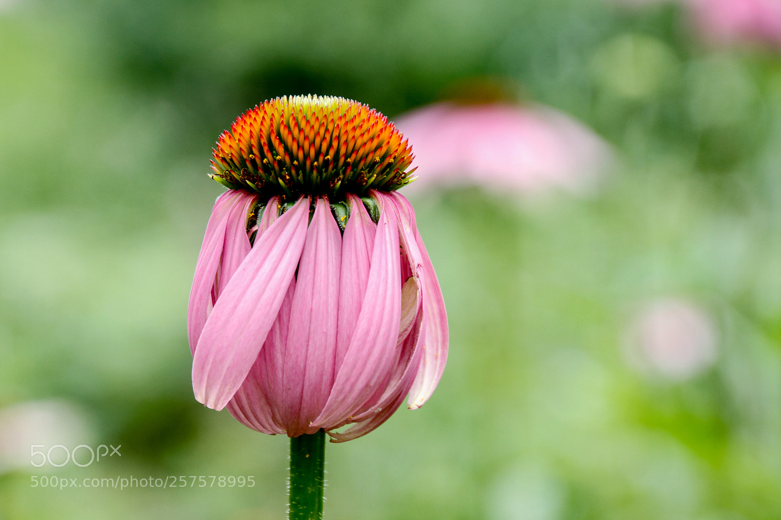Canon EOS 7D sample photo. Fragile beauty photography