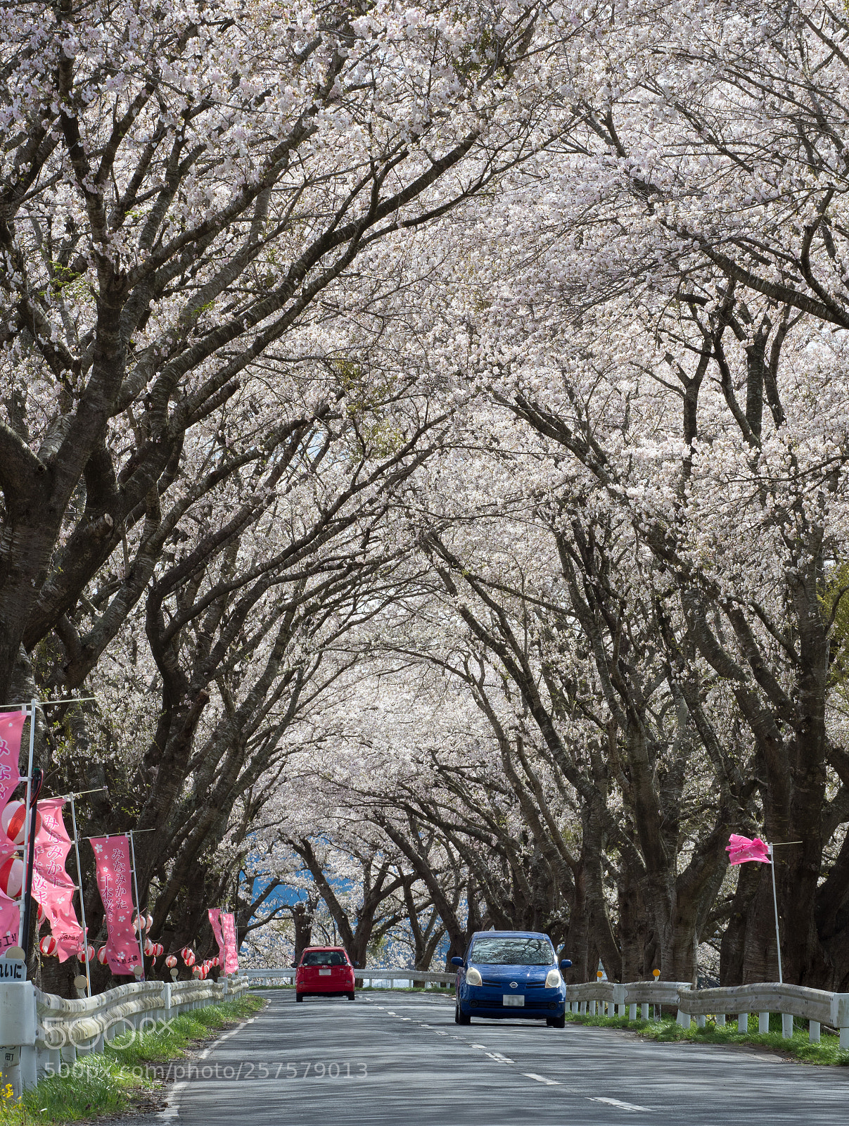 Olympus OM-D E-M1 Mark II sample photo. Cherry tunnel road photography
