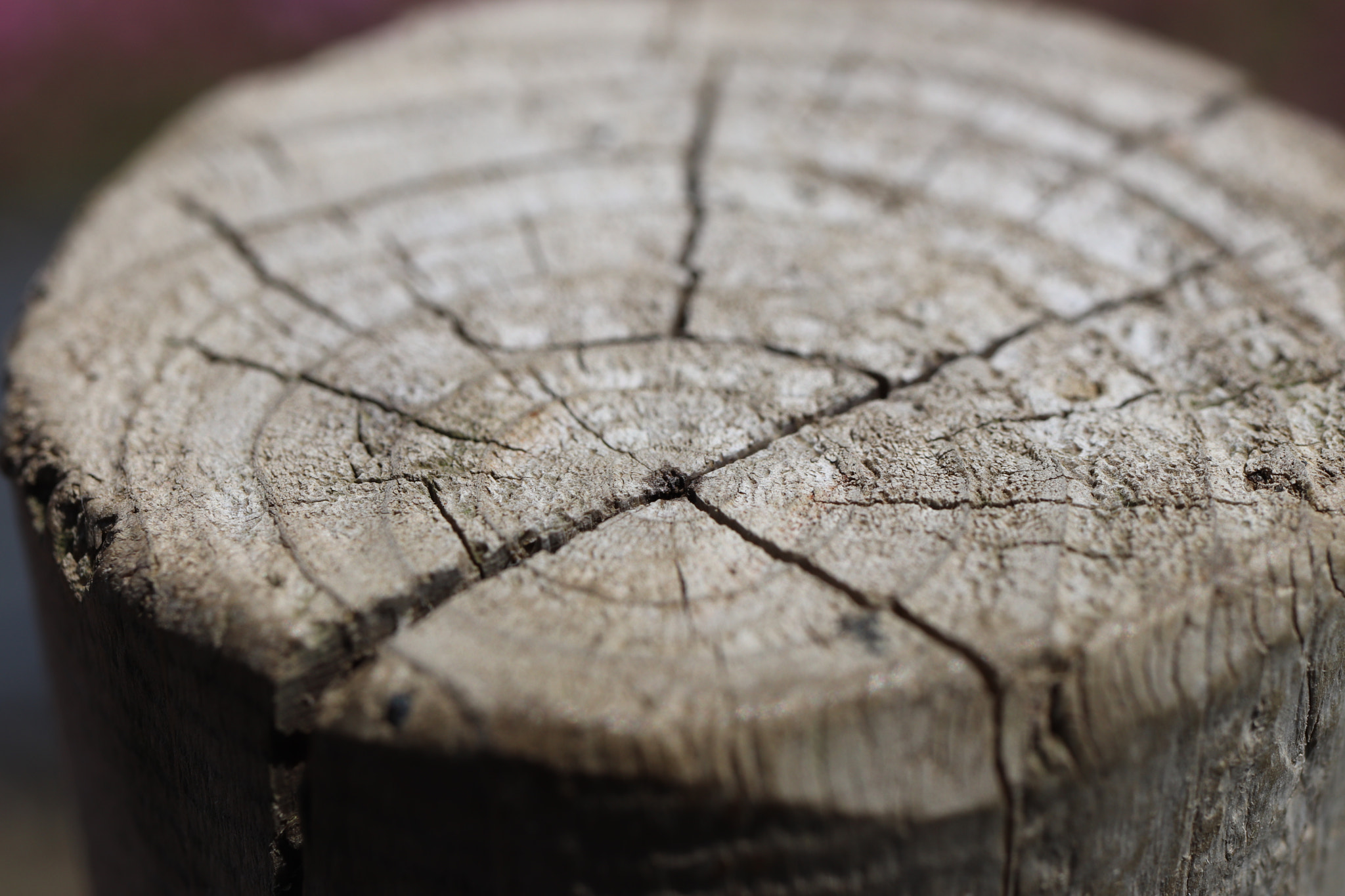 Canon EF-S 35mm F2.8 Macro IS STM sample photo