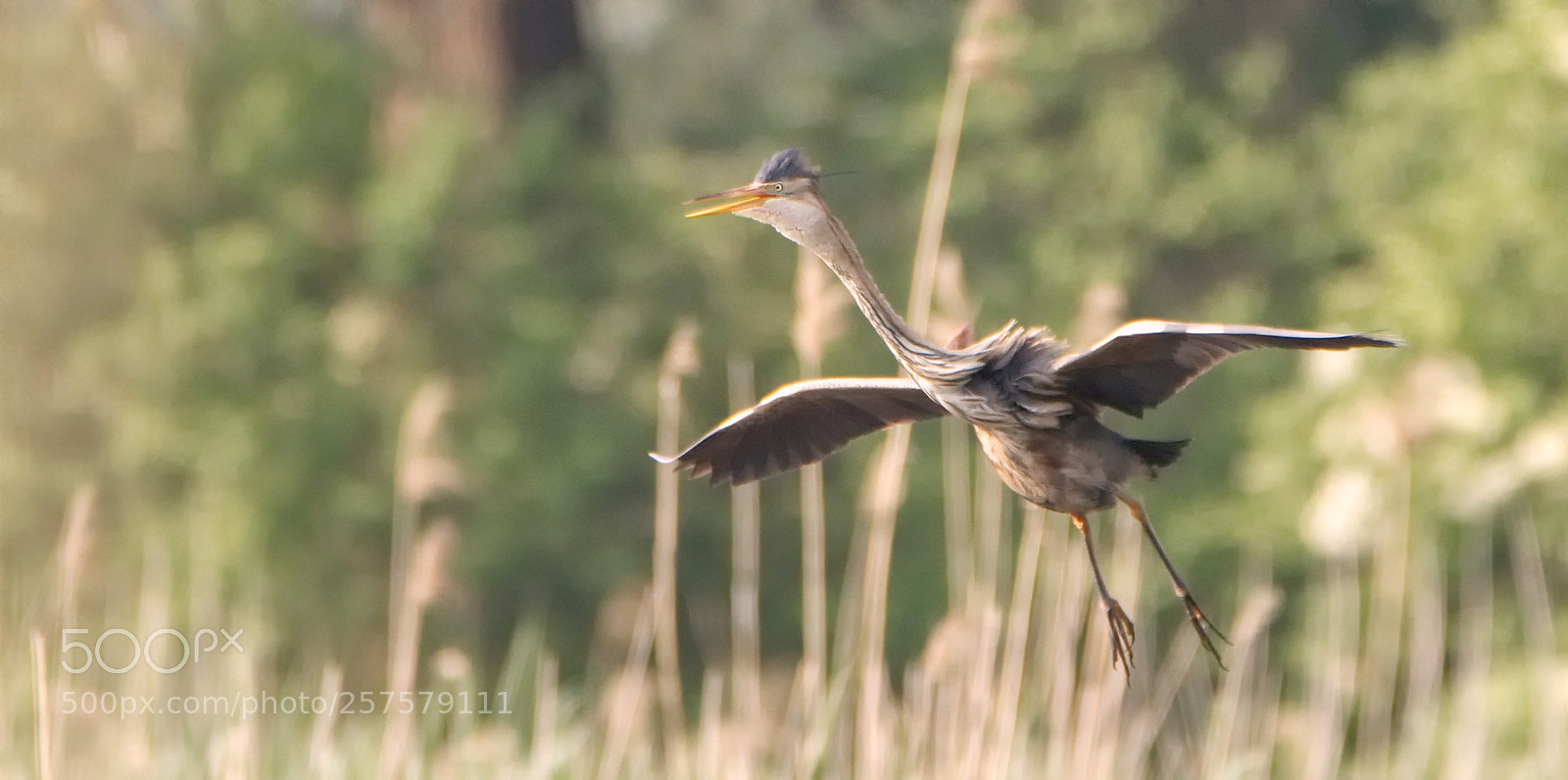 Nikon D7200 sample photo. Purpurreiher (ardea purpurea) photography