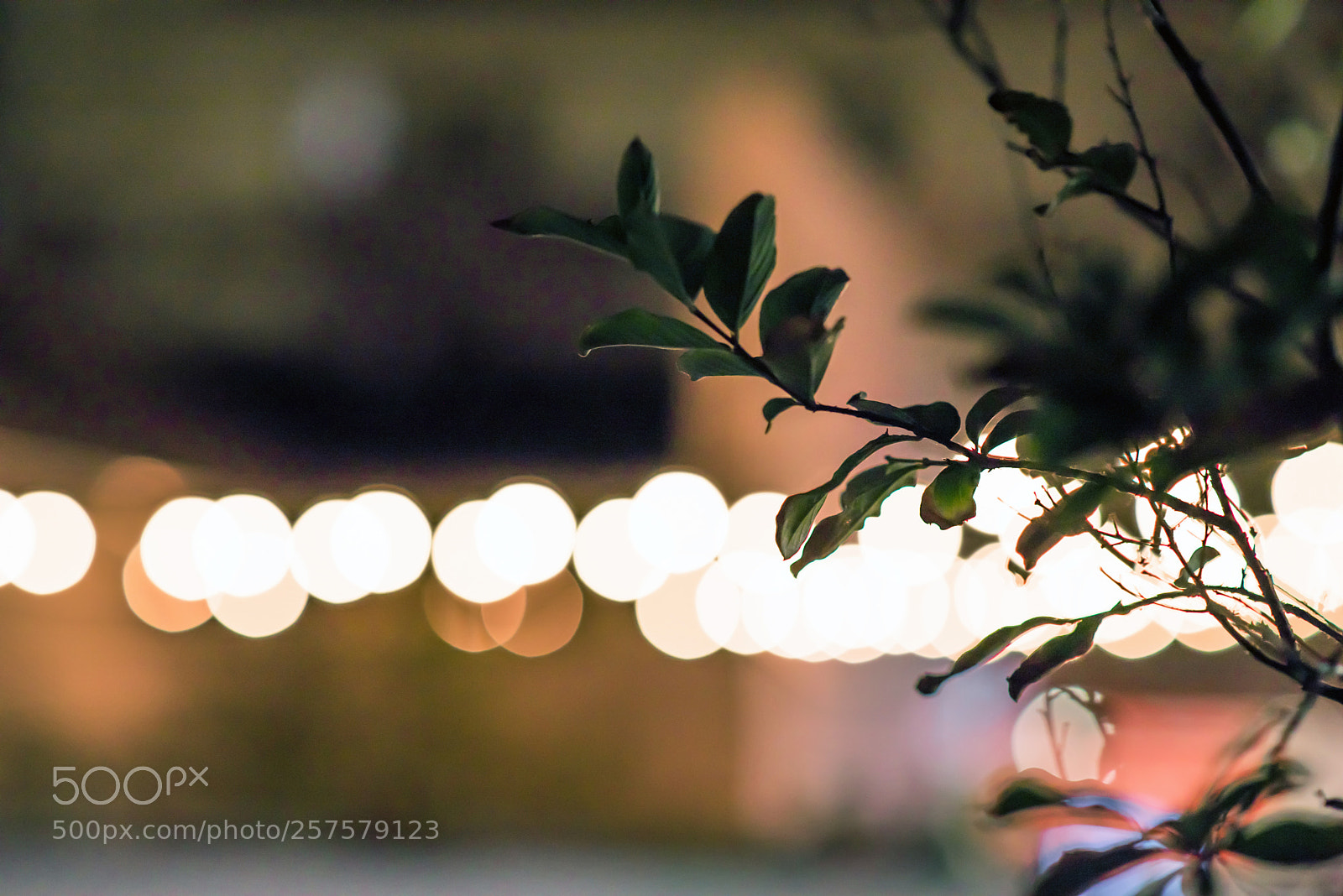 Nikon D750 sample photo. Lights photography