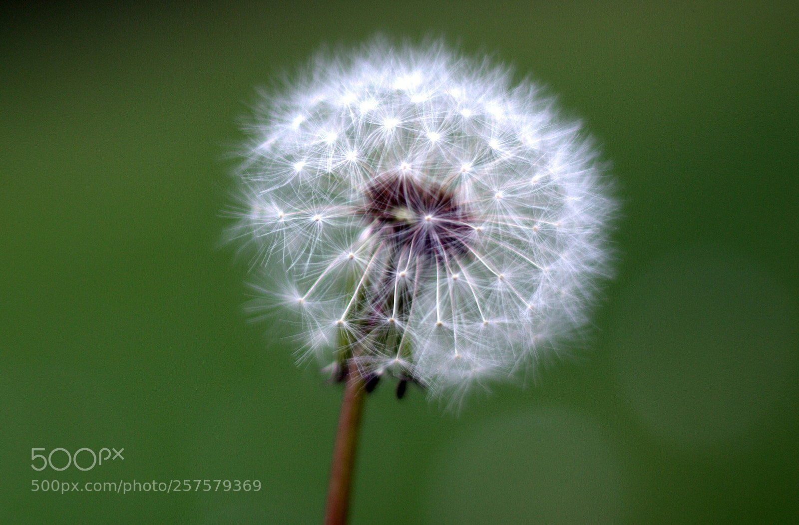 Canon EOS 6D sample photo. Dandelion photography