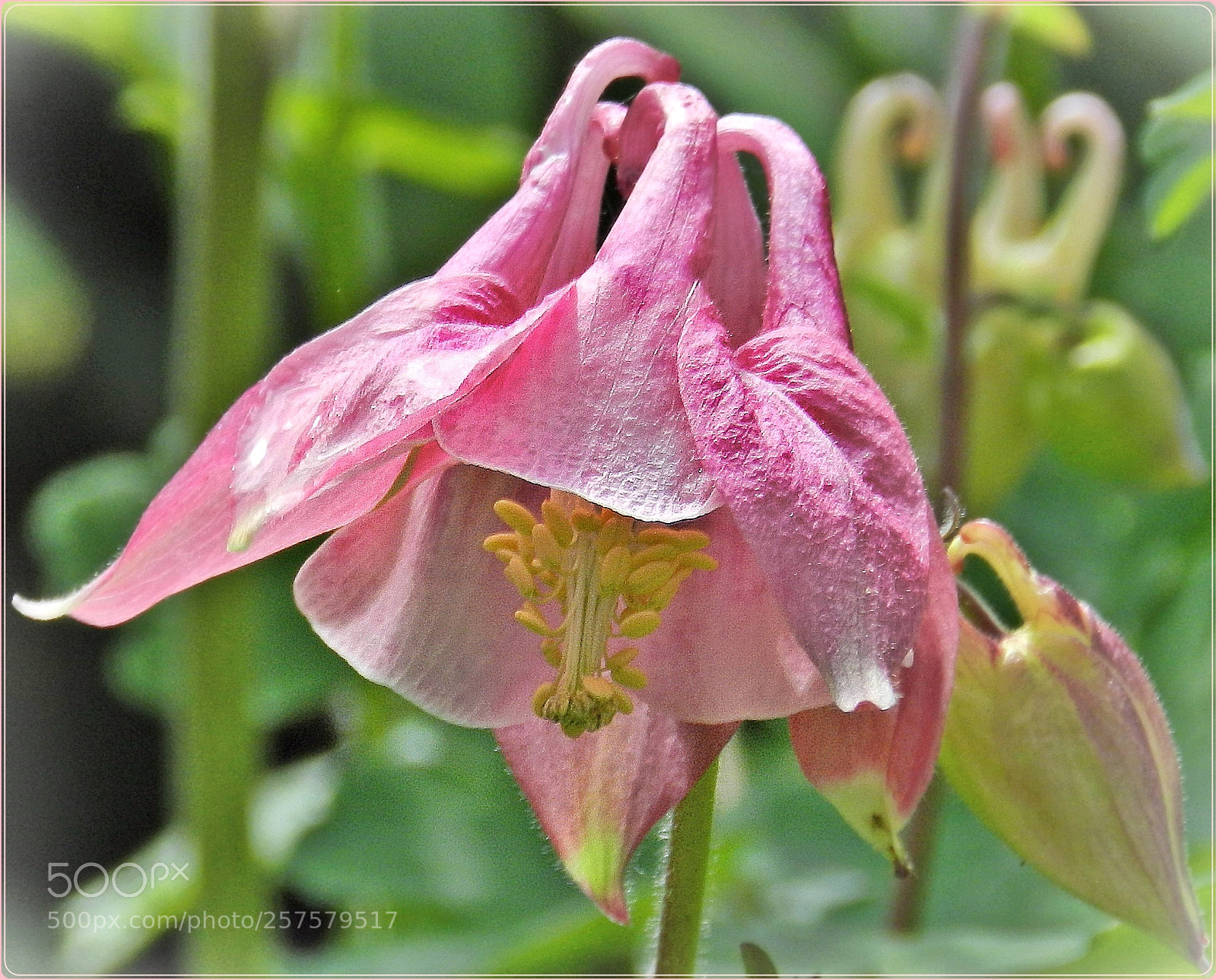 Nikon Coolpix P500 sample photo. Graceful photography