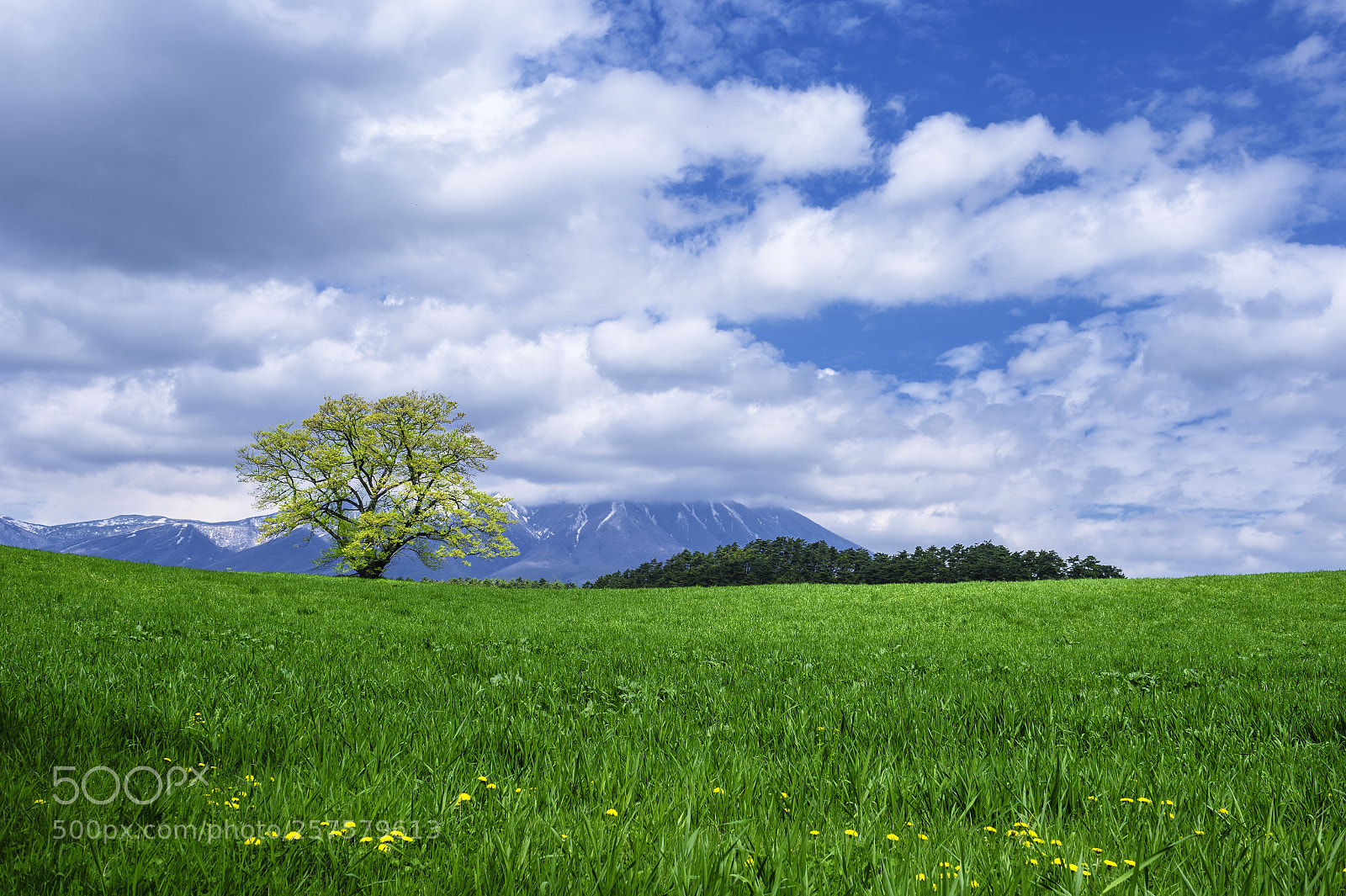 Nikon Df sample photo. Koiwai photography