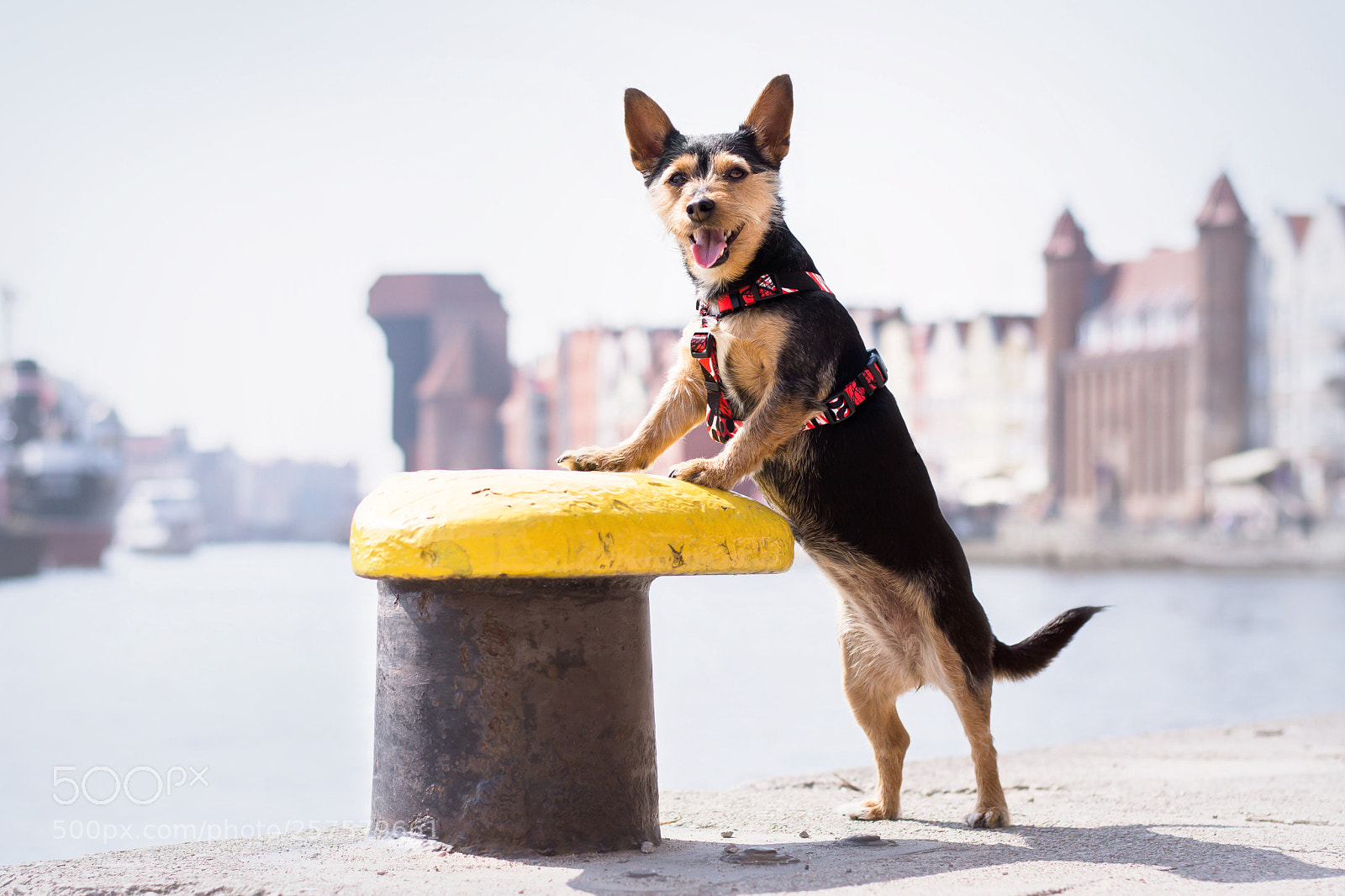 Nikon D7200 sample photo. Nela p7 gdansk photography