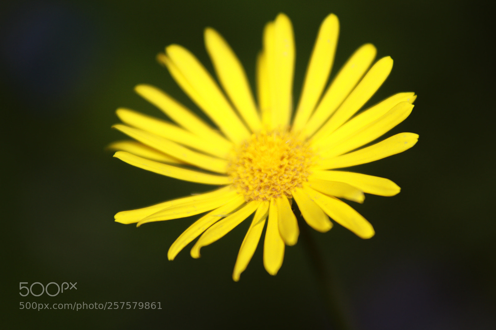 Canon EOS 7D sample photo. Yellow photography