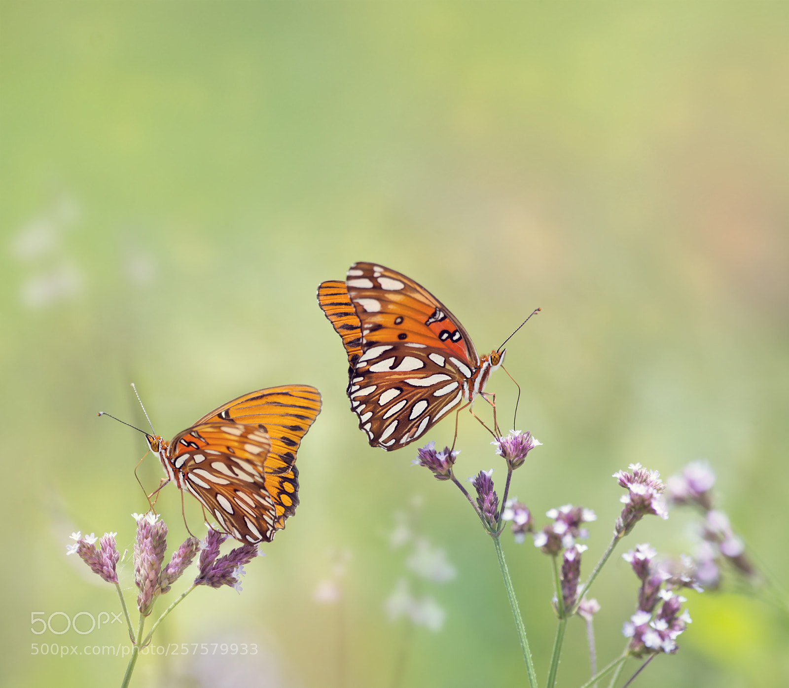 Nikon D800 sample photo. Gulf fritillary butterflies photography