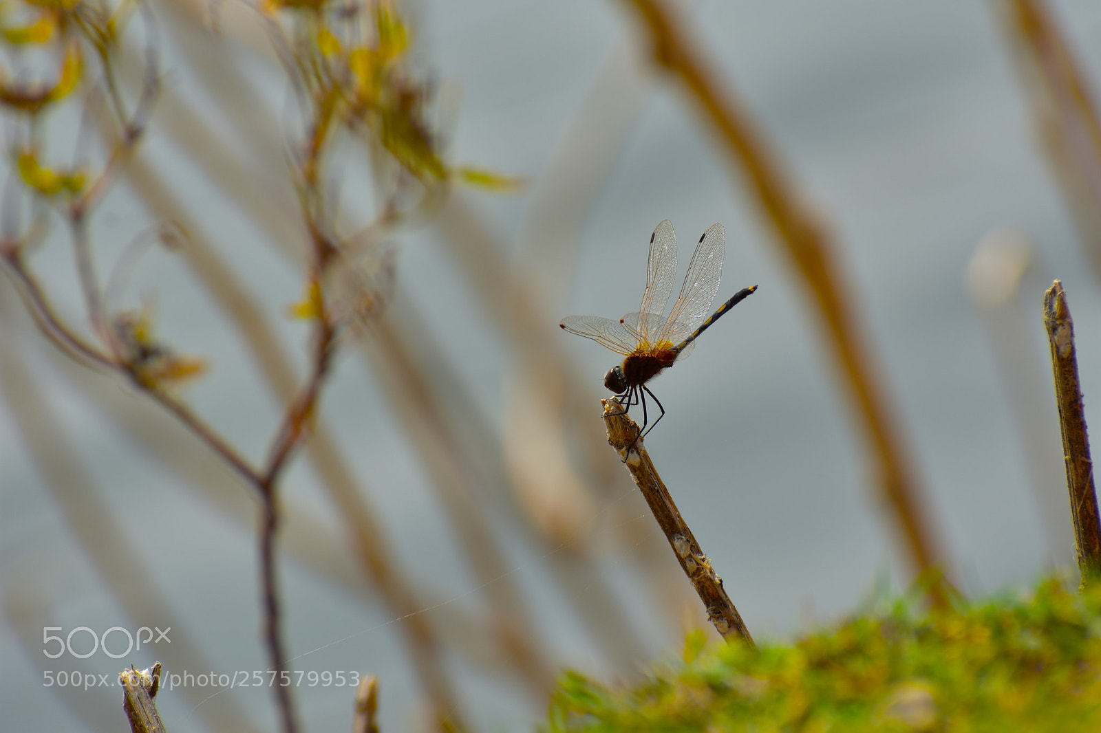 Nikon D3400 sample photo. Lonely dragonfly photography
