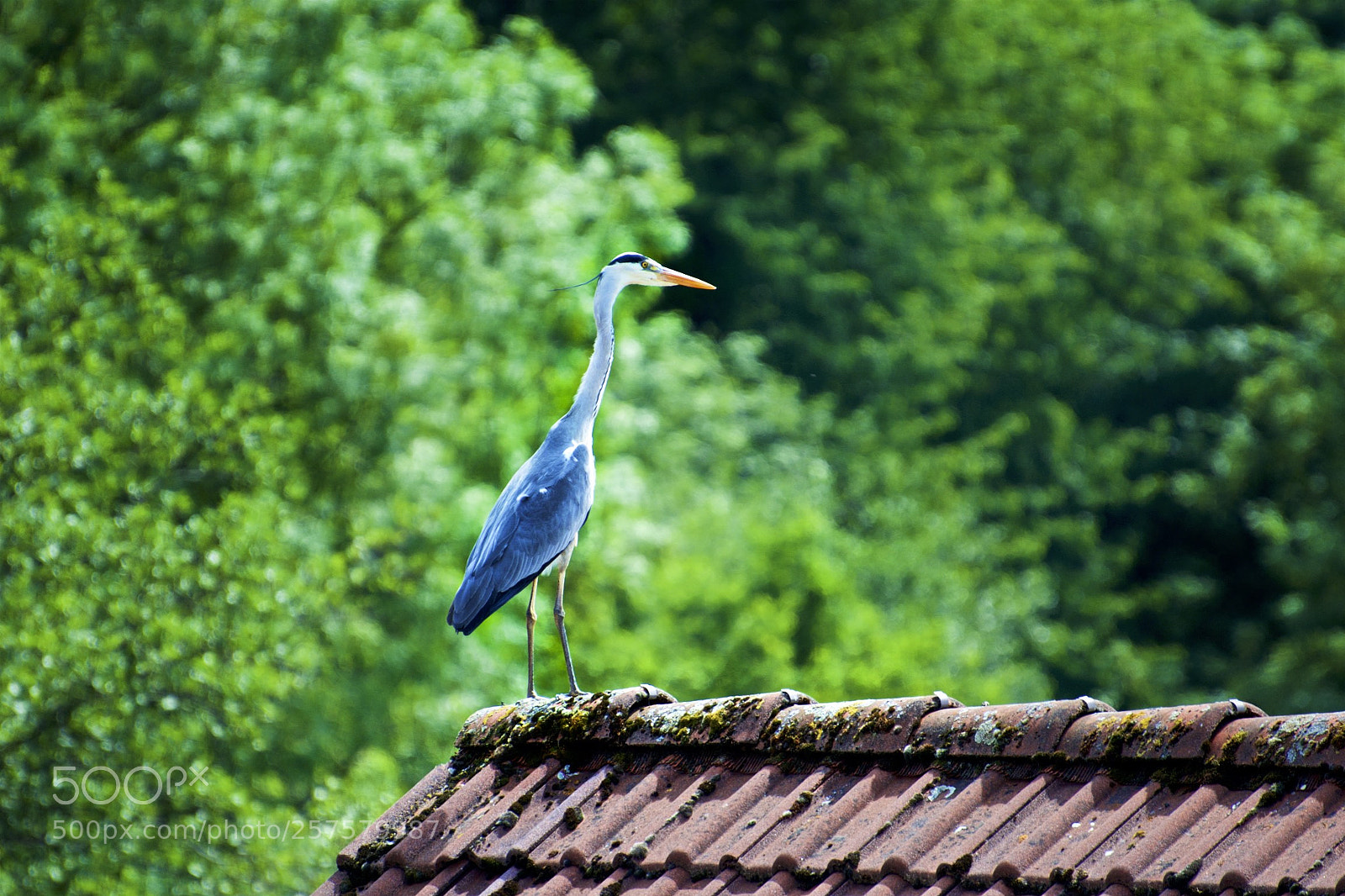 Nikon D5200 sample photo. Grey heron on a photography