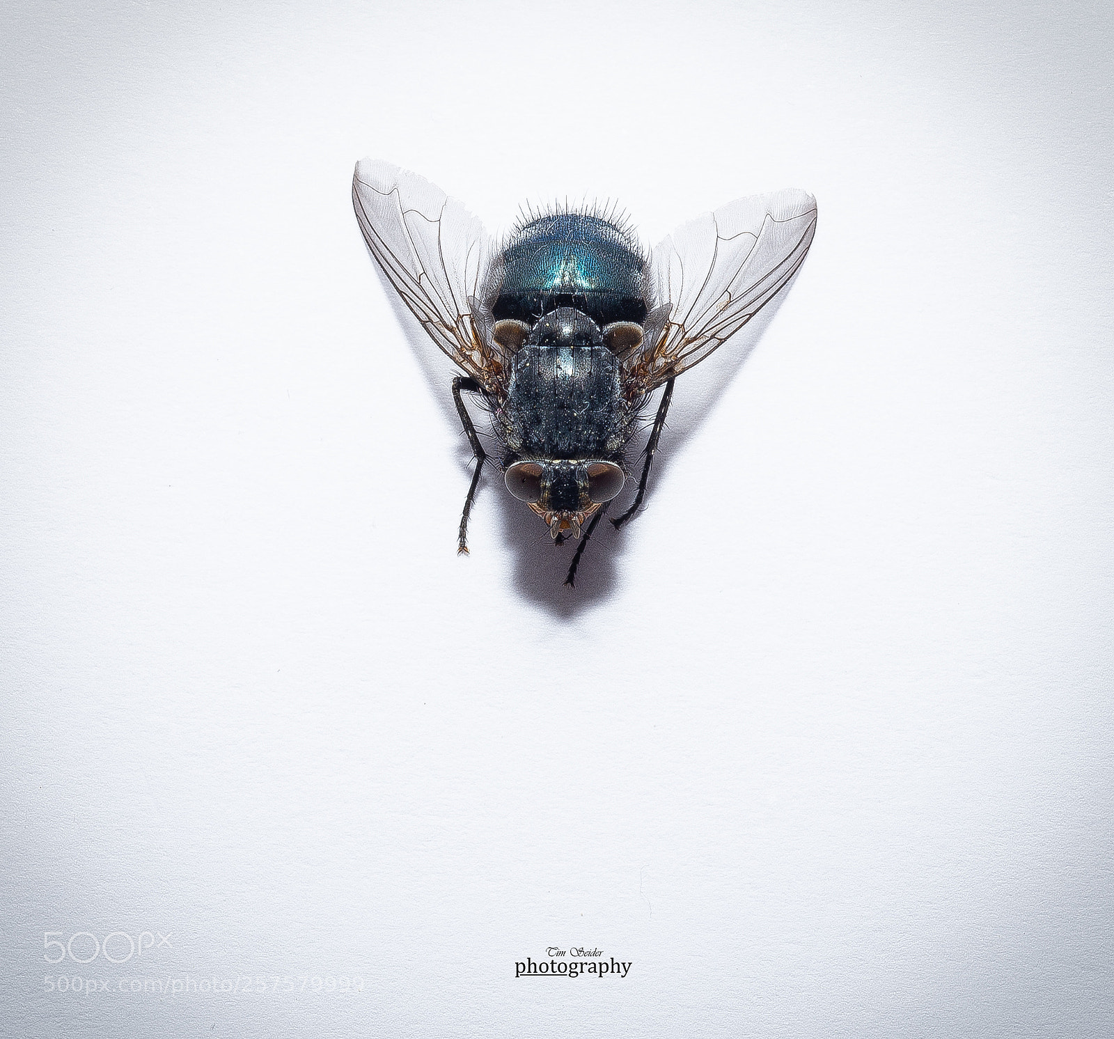 Nikon D610 sample photo. Microcosm #2 photography