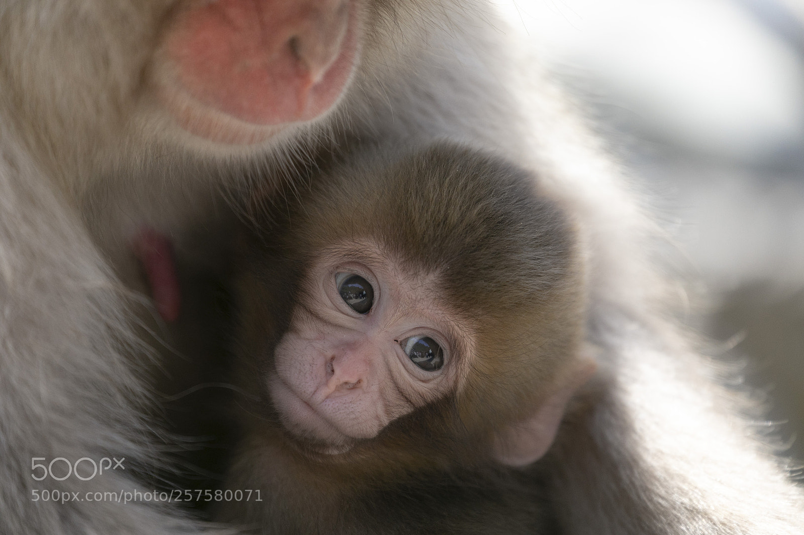 Canon EOS 5D Mark IV sample photo. Baby photography