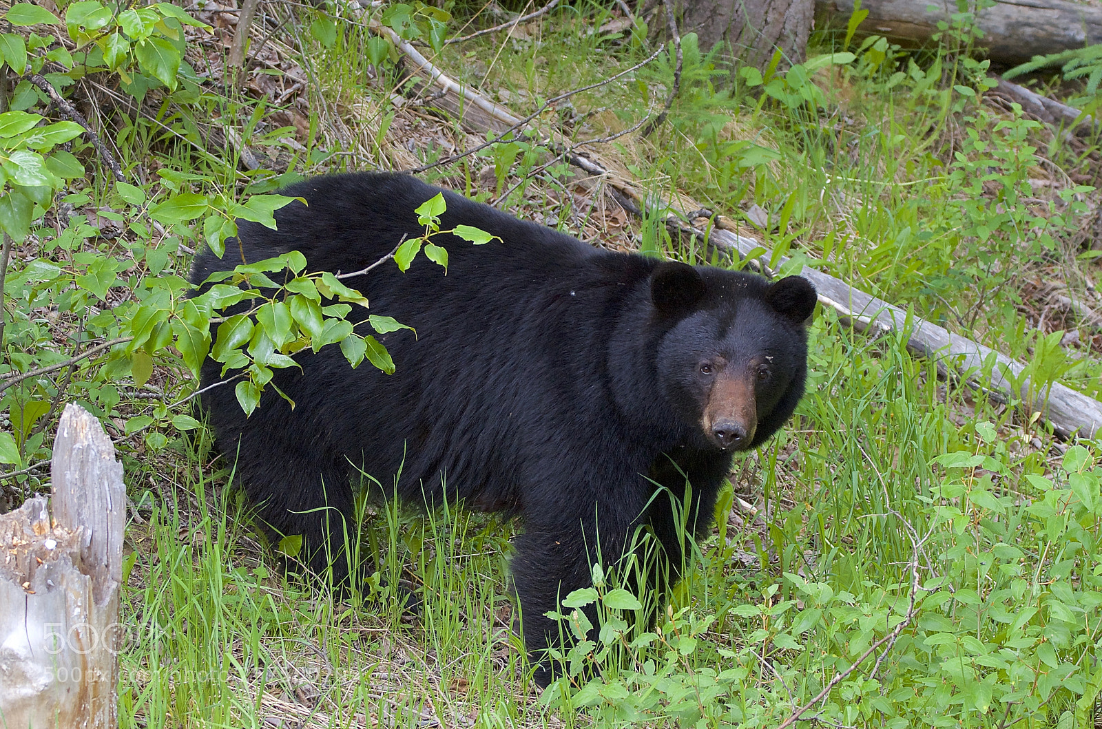 Nikon D7000 sample photo. Black bear photography