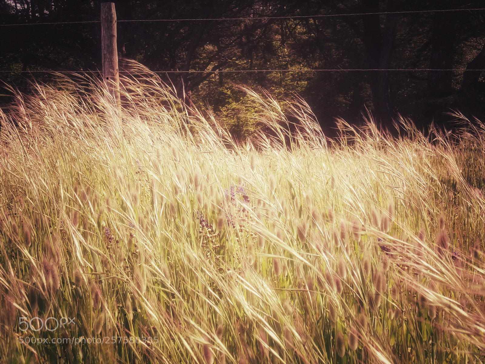 Sony Cyber-shot DSC-HX50V sample photo. Printemps photography