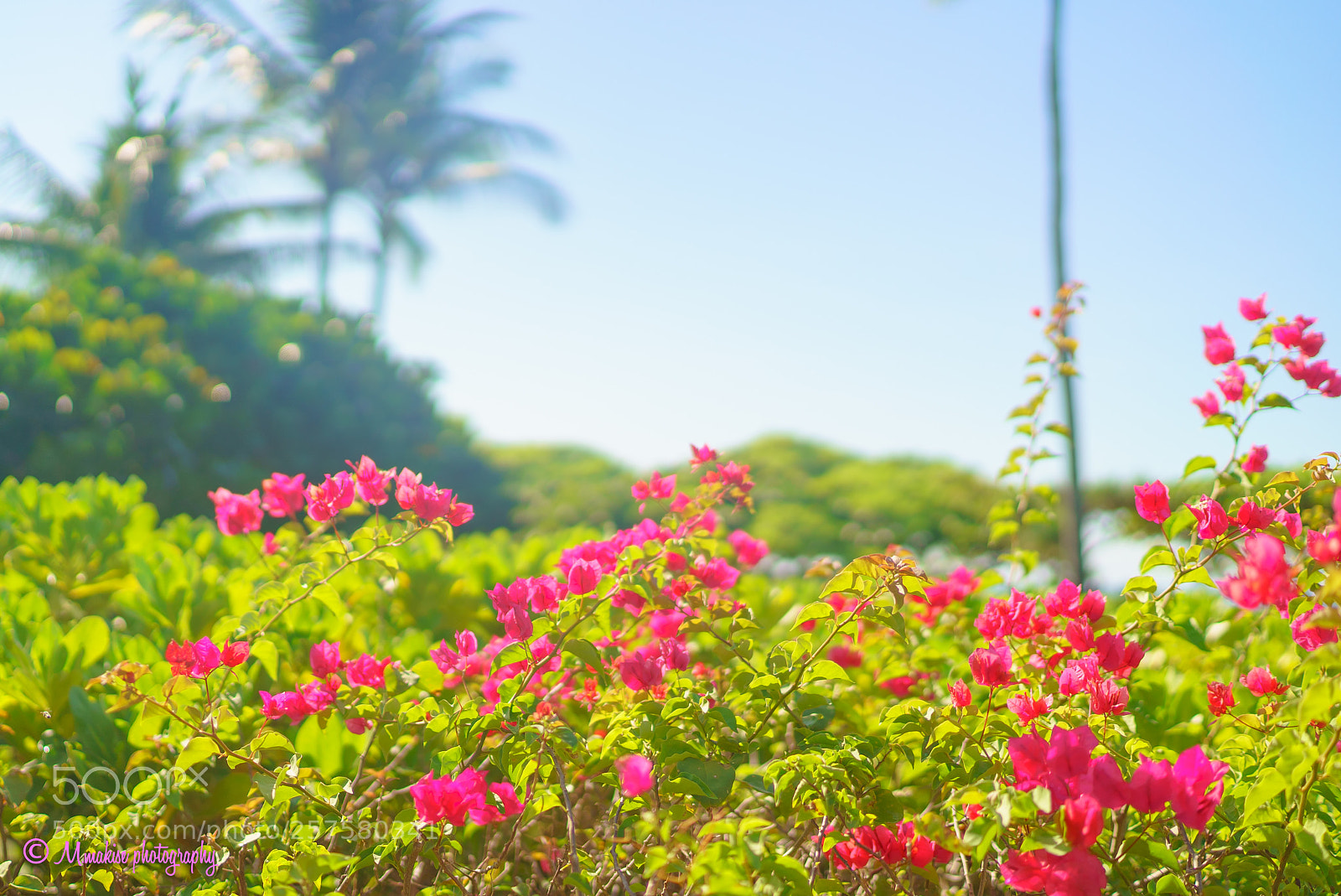 Sony a7S sample photo. Tropical photography
