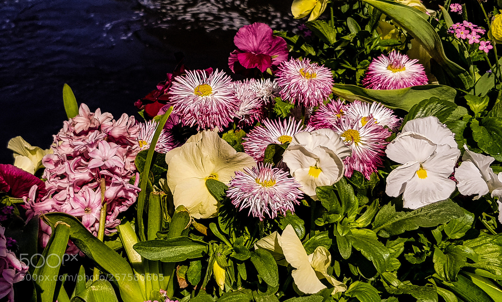 Samsung Galaxy S8 sample photo. Flowers by the river. photography