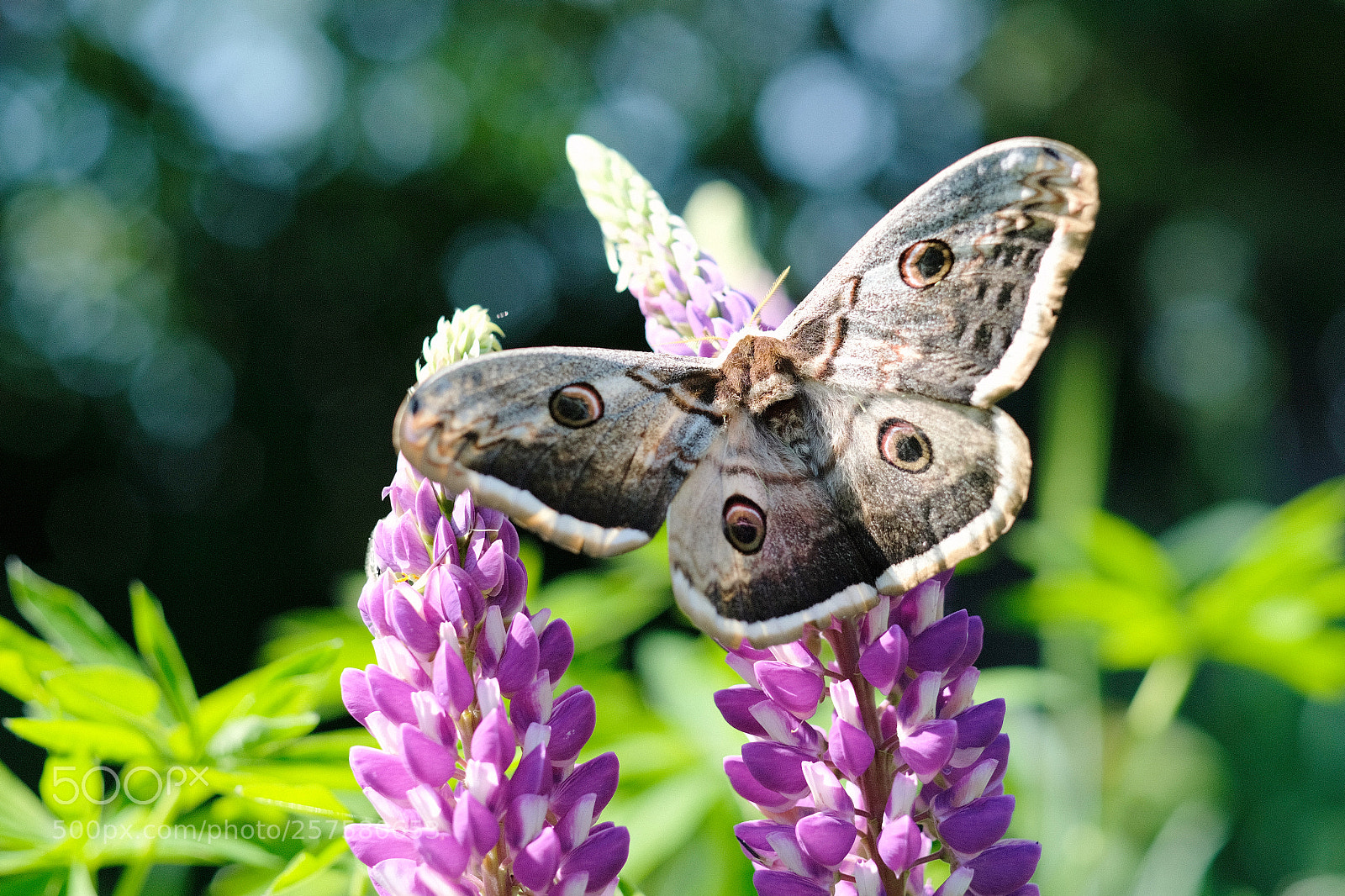 Fujifilm X-T2 sample photo. Butterfly photography