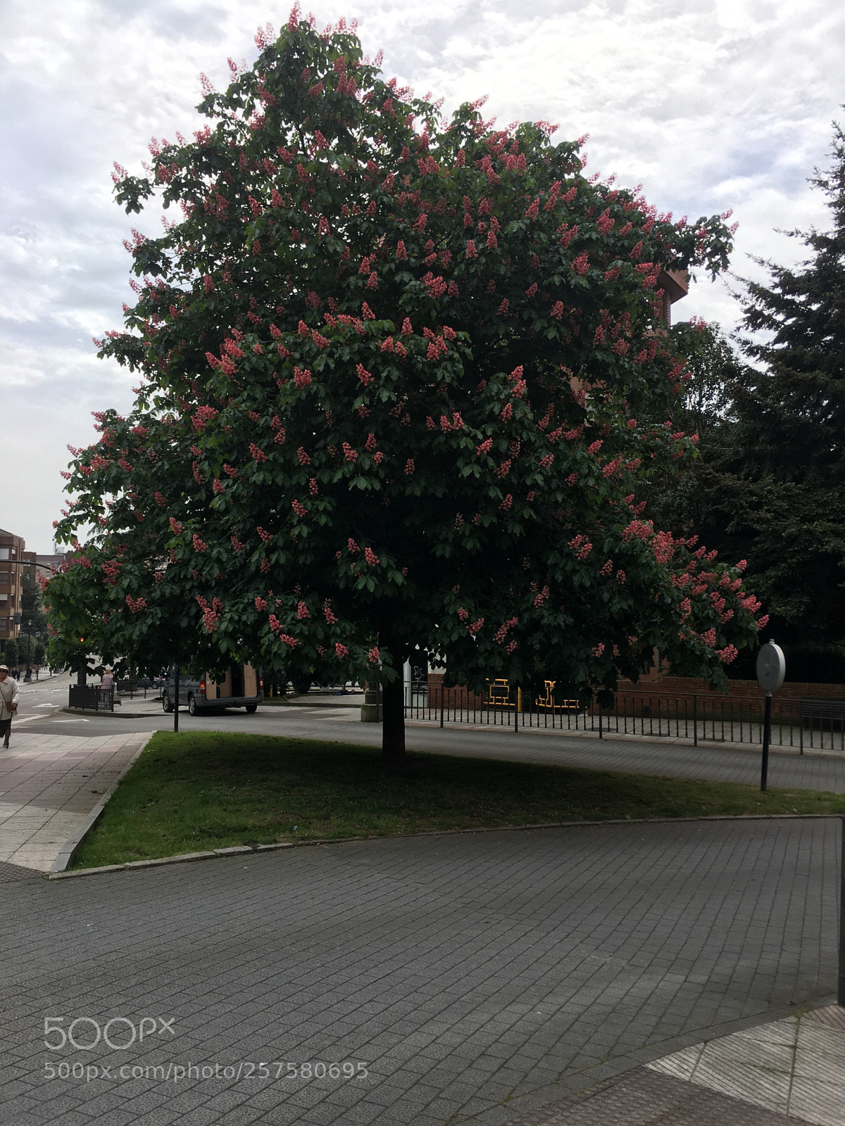 Apple iPhone 6s Plus sample photo. Campanillas, tree photography