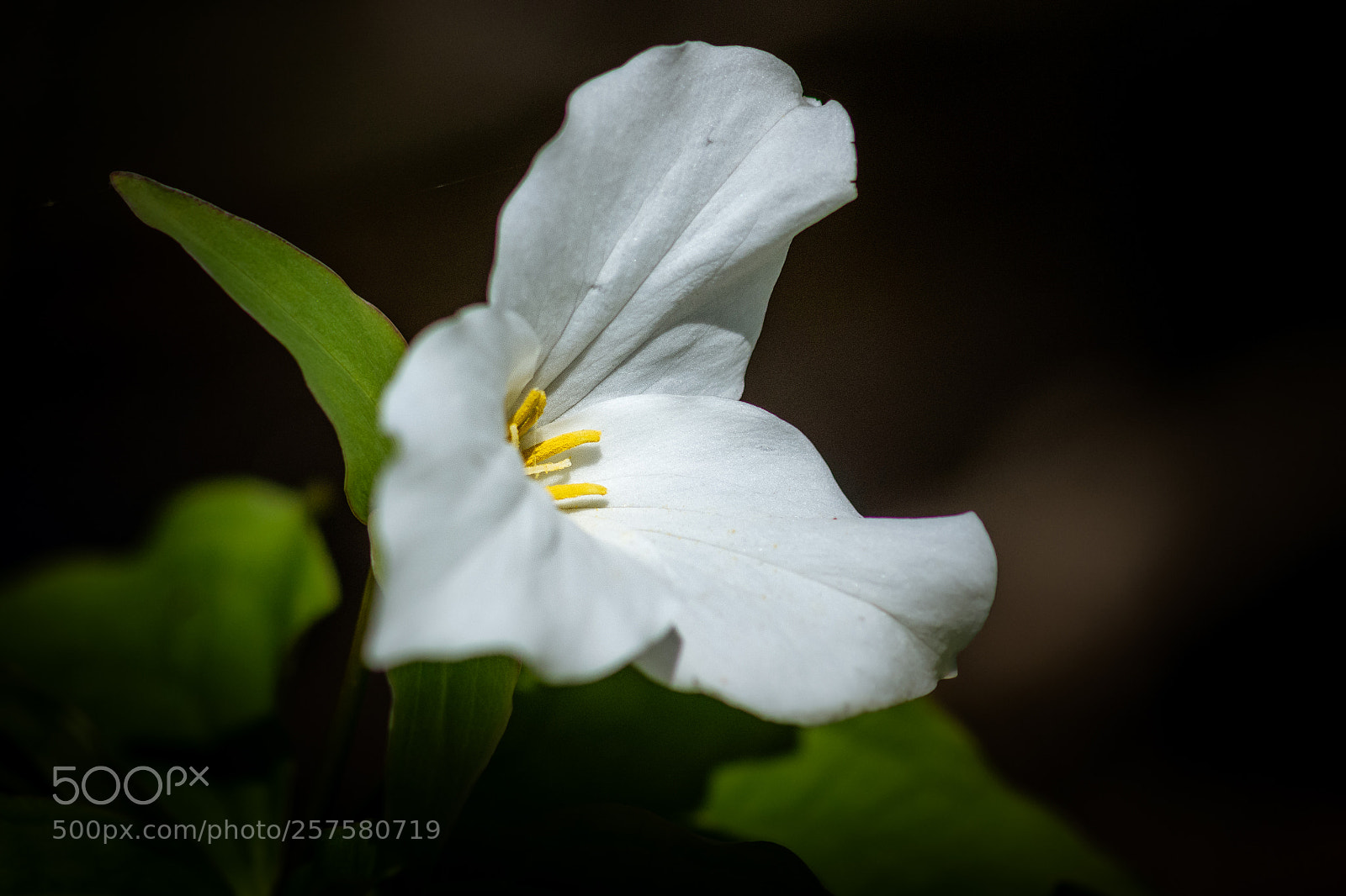 Nikon D7100 sample photo. Trillium photography