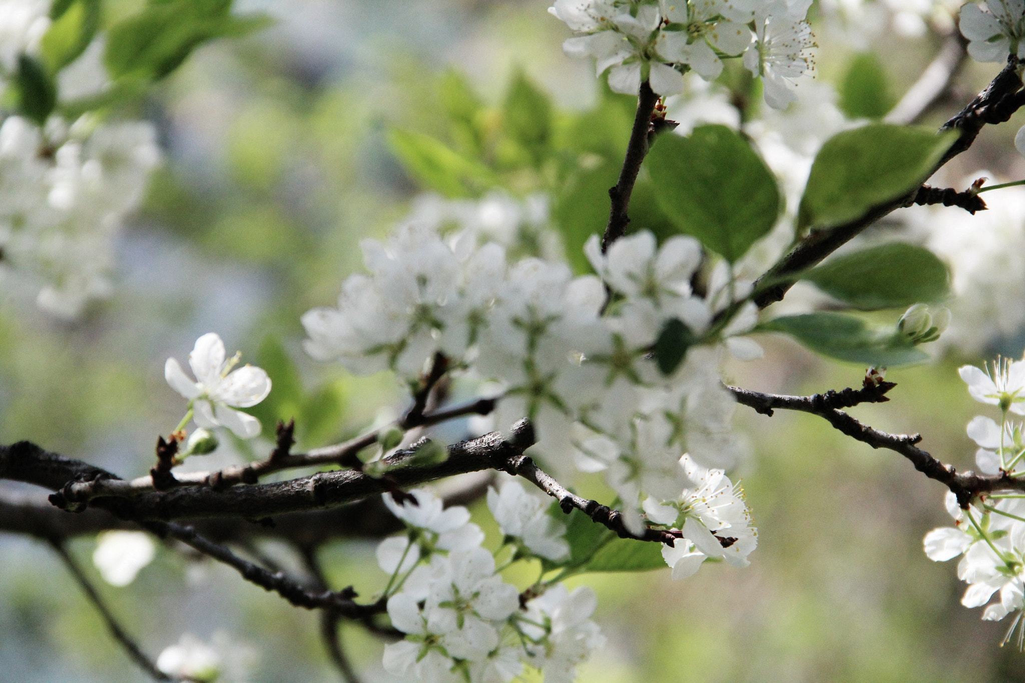 Canon EF-S 18-135mm F3.5-5.6 IS sample photo. さくら photography