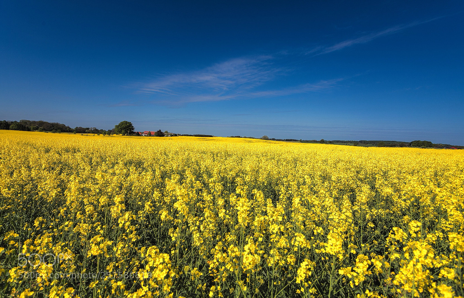Canon EOS 5D Mark II sample photo. Rapeseed fields of denmark photography