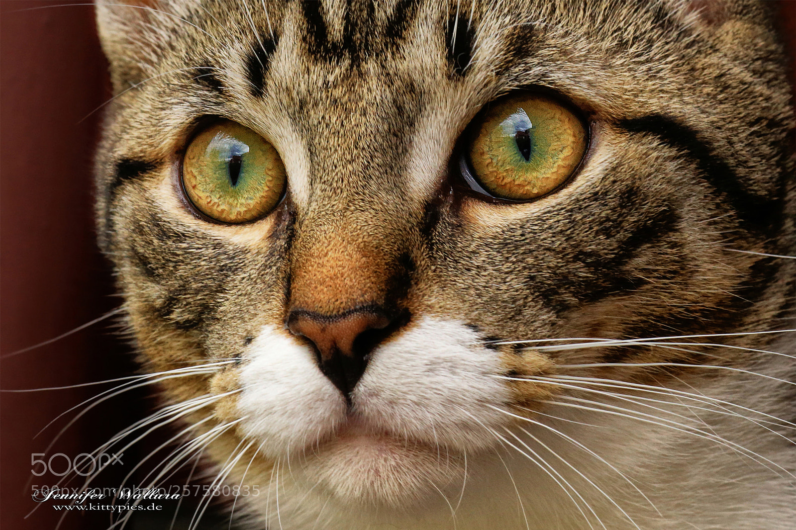 Canon EOS 6D sample photo. Cat leo photography
