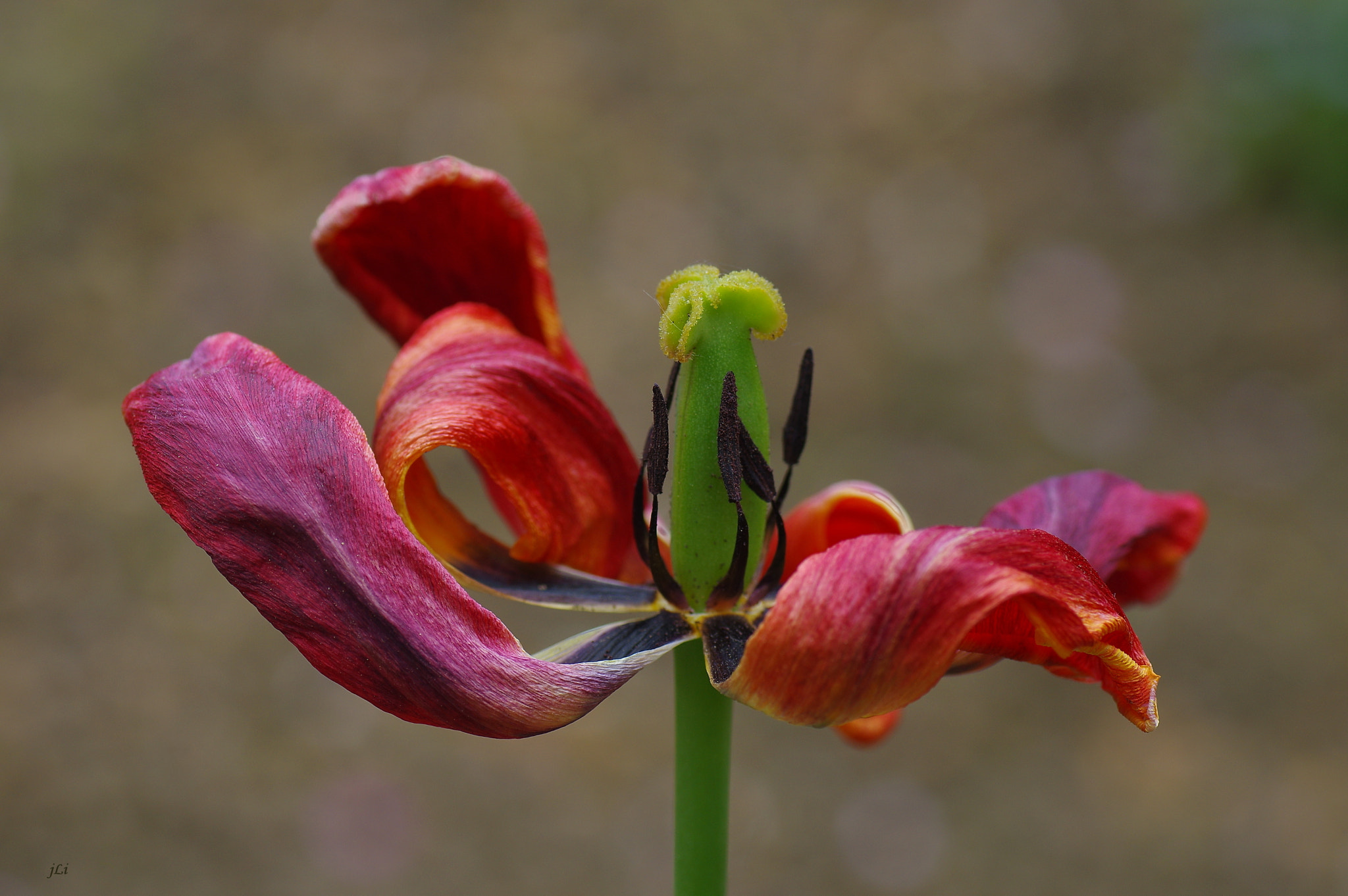 Pentax K-3 + Tamron SP AF 90mm F2.8 Di Macro sample photo. The poetry of nature : lxxxvi ;) photography