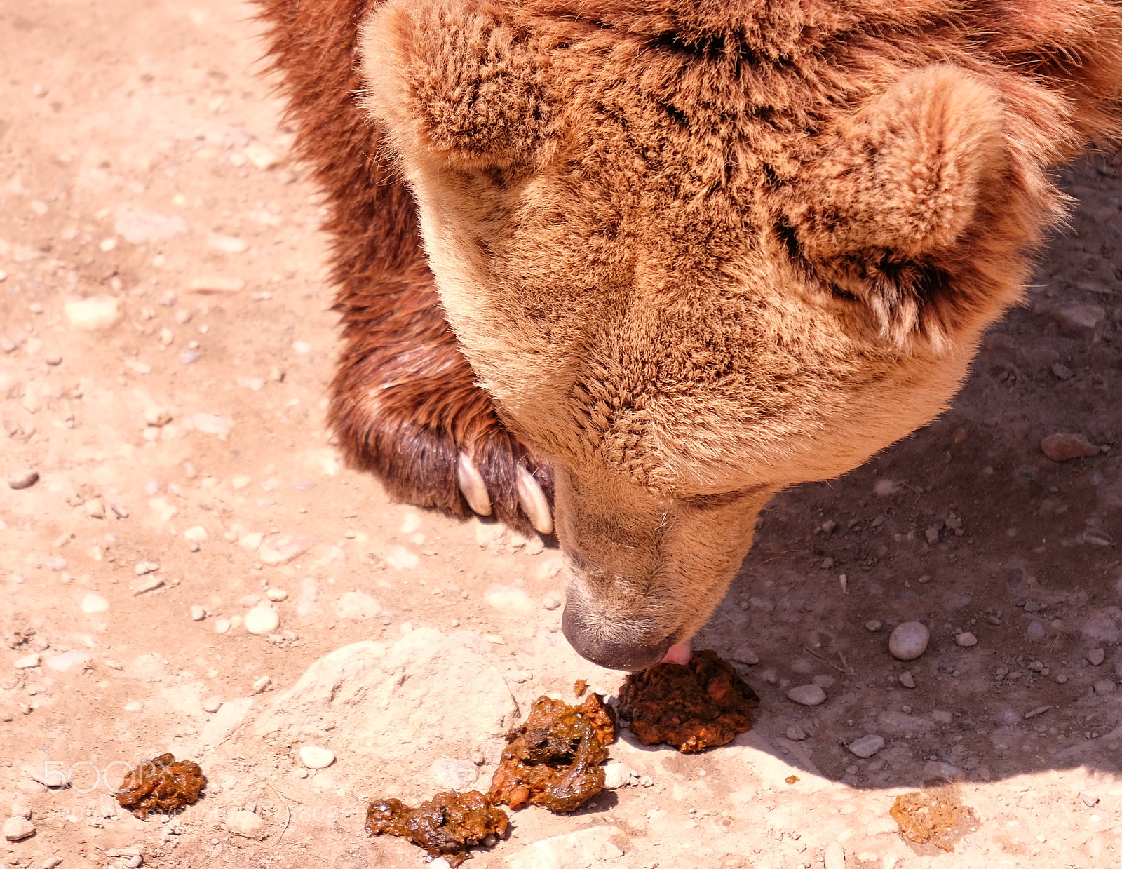 Fujifilm X-T1 sample photo. Not food, dear bear! photography