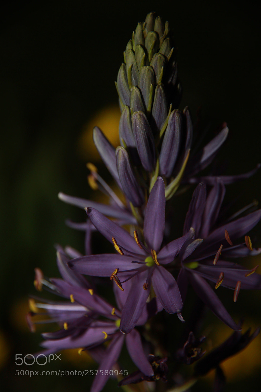 Canon EOS 7D sample photo. Flowers photography