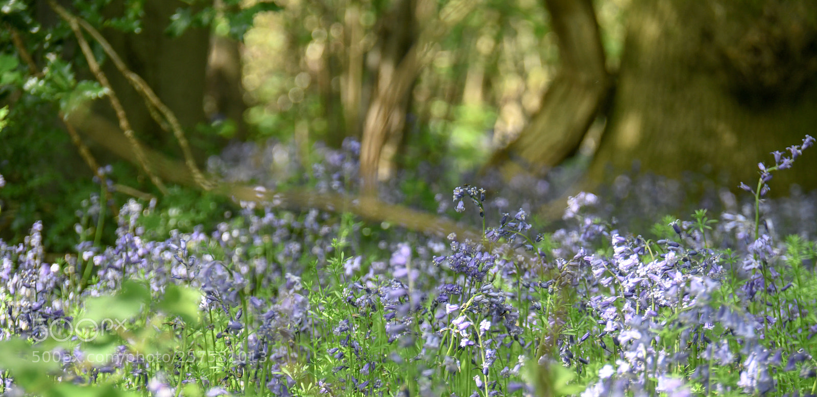 Nikon D500 sample photo. Bluebells photography