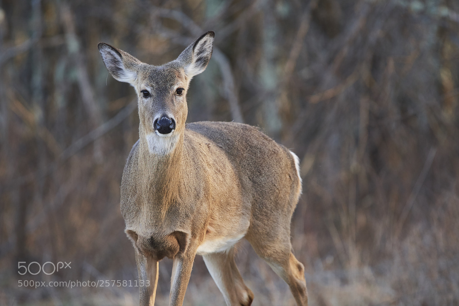 Nikon D500 sample photo. White-tailed deer photography