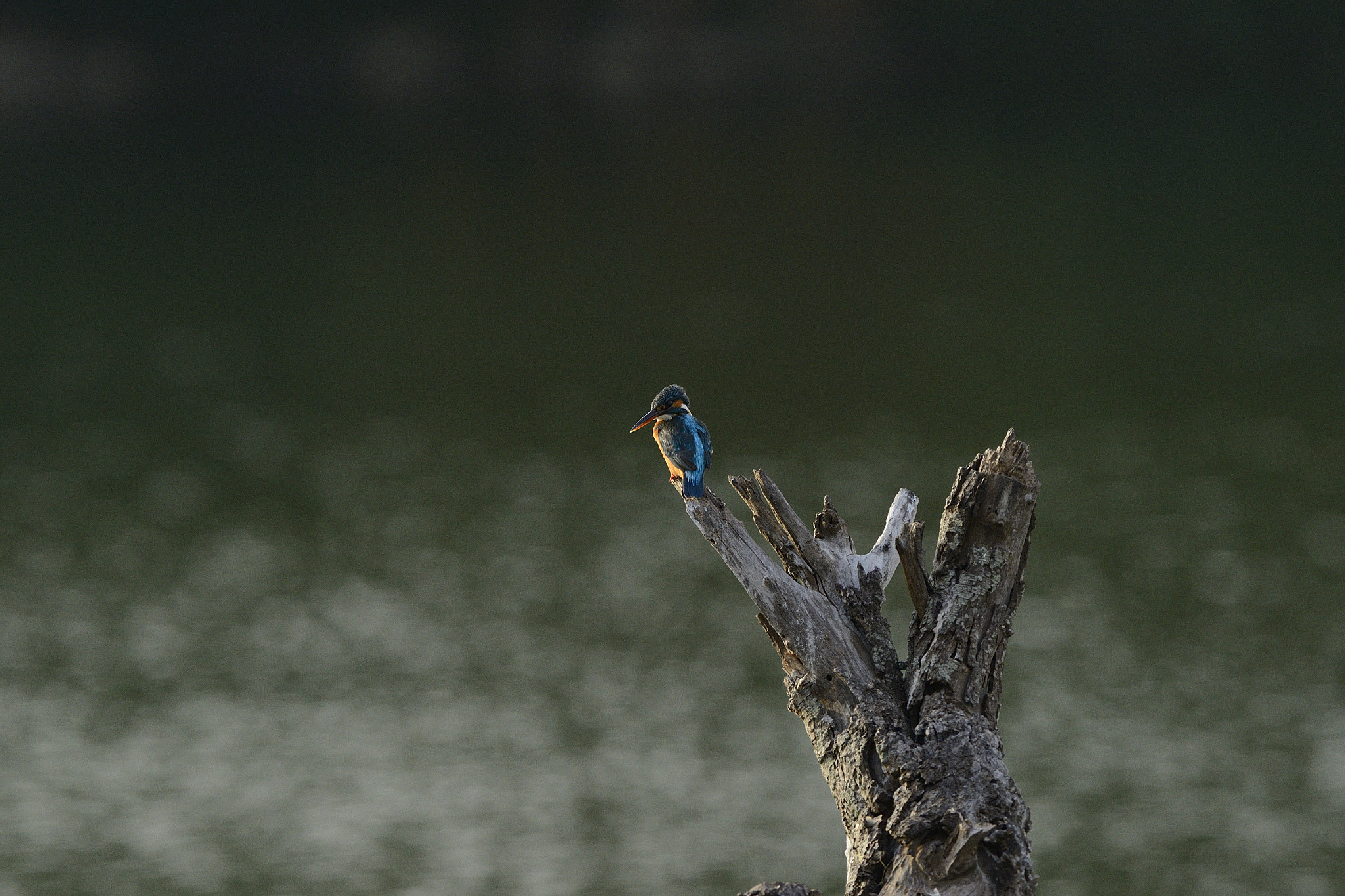 AF-S Nikkor 300mm f/2.8D IF-ED II sample photo. Aaa photography