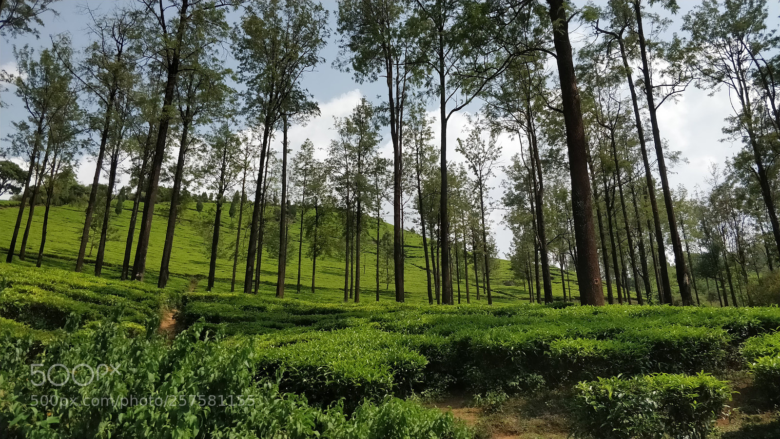 OnePlus 5 sample photo. Ooty tea gardens photography