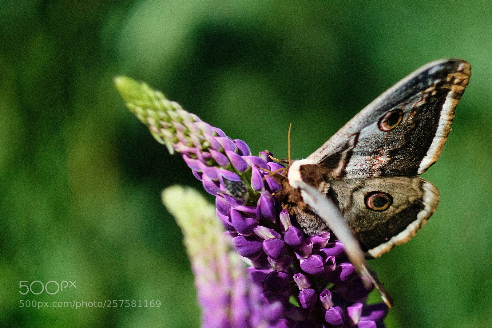 Fujifilm X-T2 sample photo. Butterfly photography