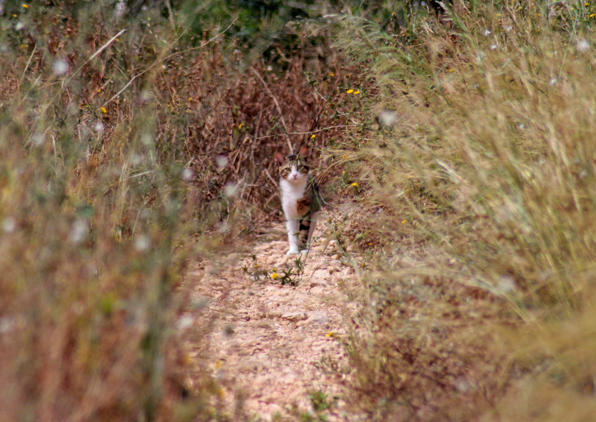 Canon EOS 700D (EOS Rebel T5i / EOS Kiss X7i) sample photo. Can you see the cat photography
