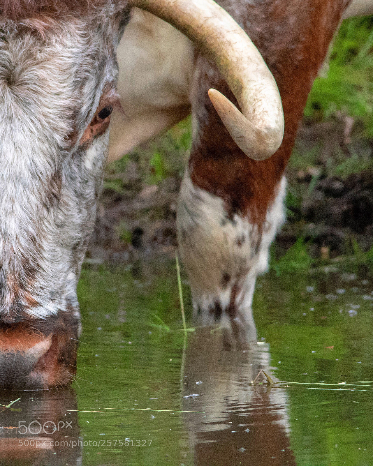 Canon EOS 1300D (EOS Rebel T6 / EOS Kiss X80) sample photo. Long horned cow photography