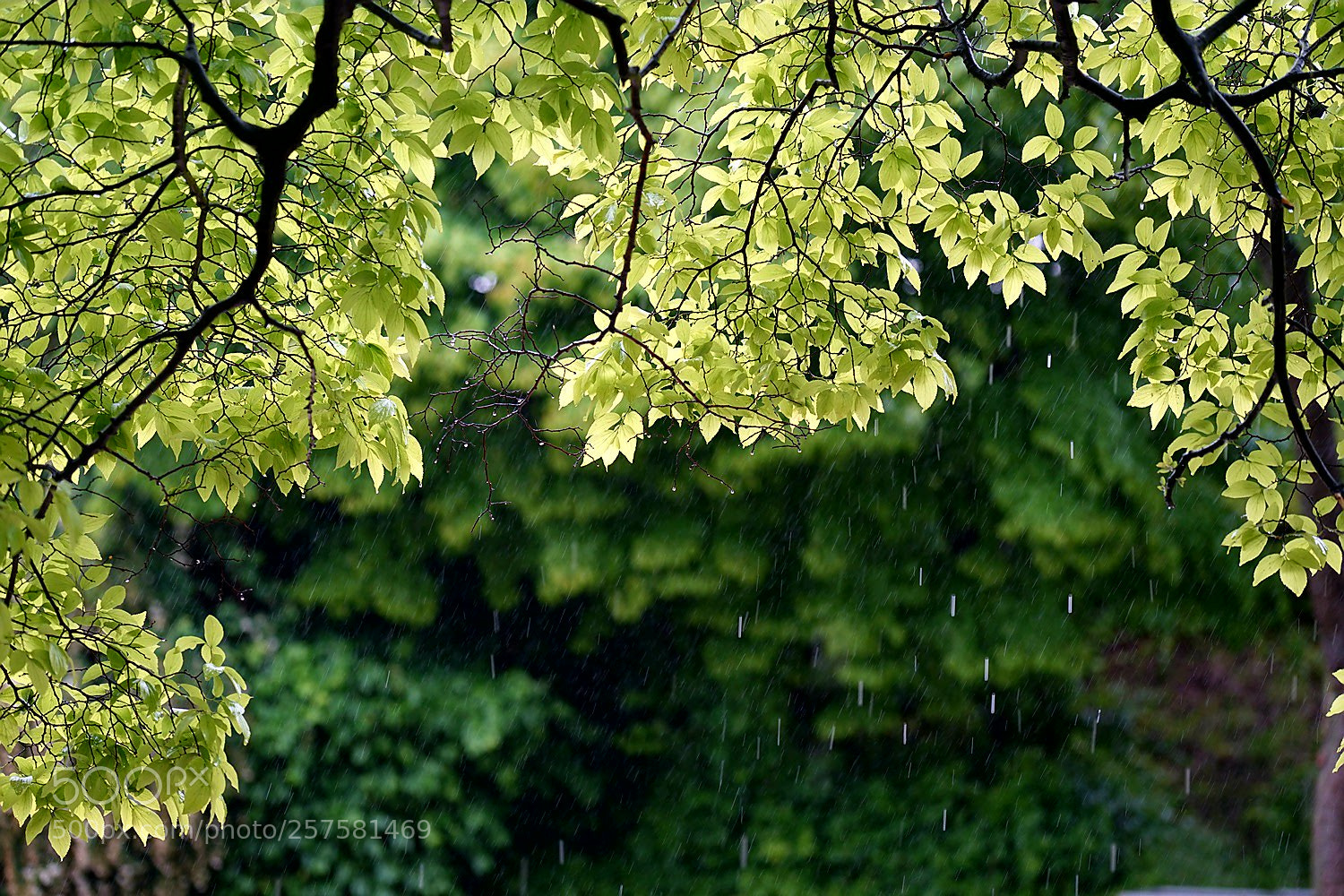 Sony a7 II sample photo. Untitled photography