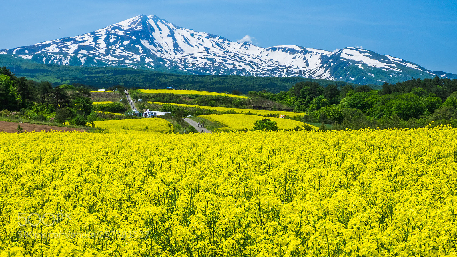 Olympus OM-D E-M1 sample photo. Yellow highland photography