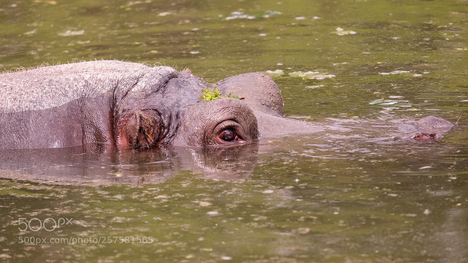 Fujifilm X-T1 sample photo. Chillin' hippo photography