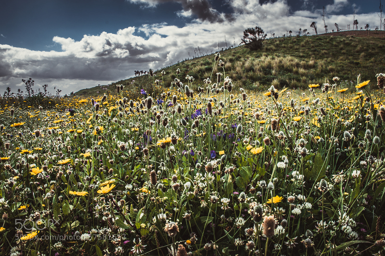 Nikon D5500 sample photo. Sea of flowers photography