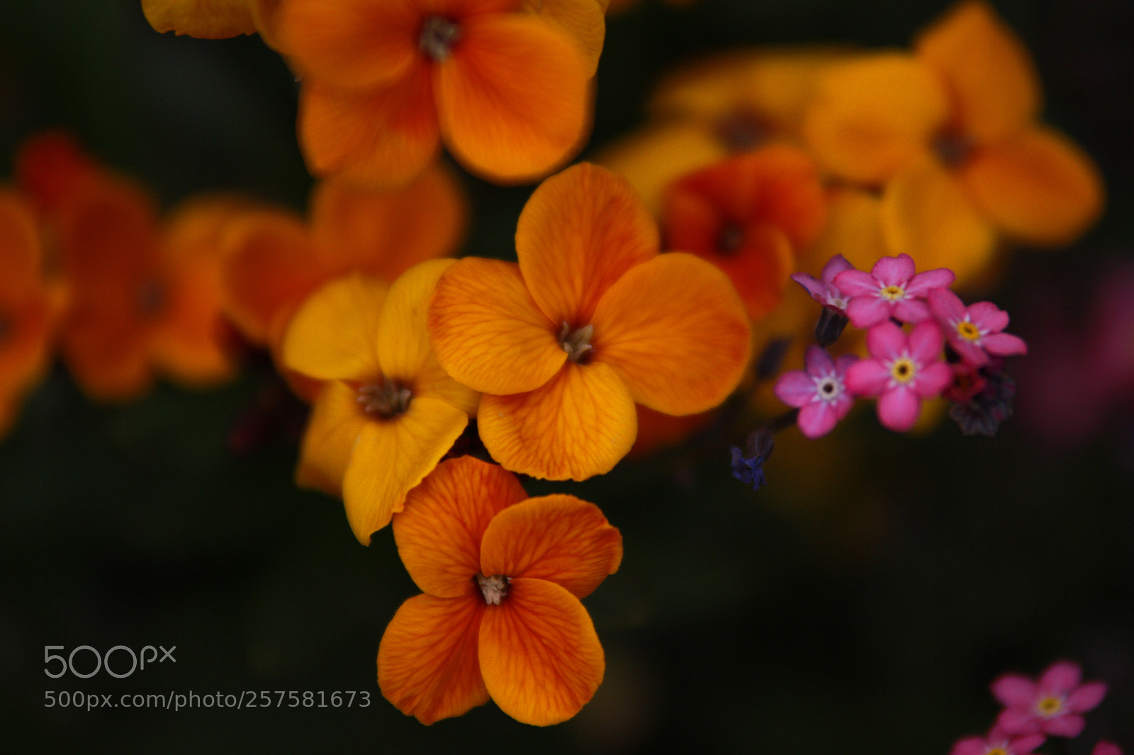 Canon EOS 7D sample photo. Colorfull flowers photography