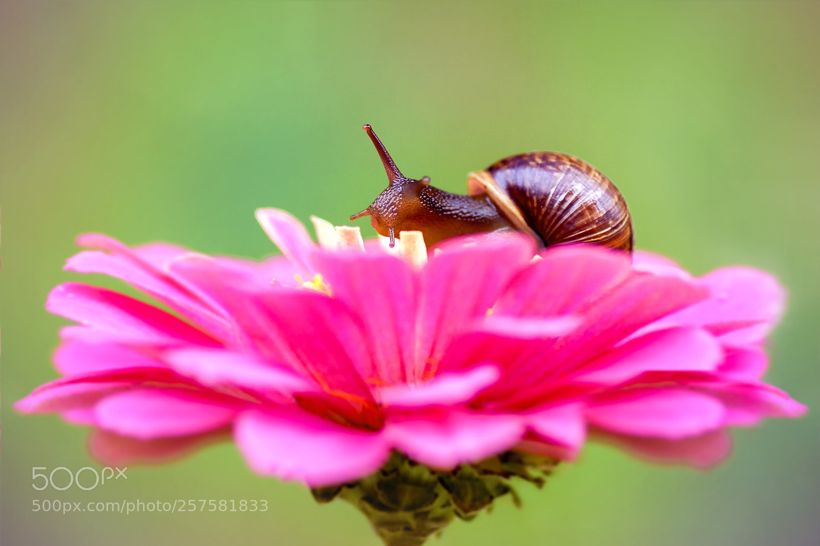 Canon EOS 50D sample photo. A snail photography