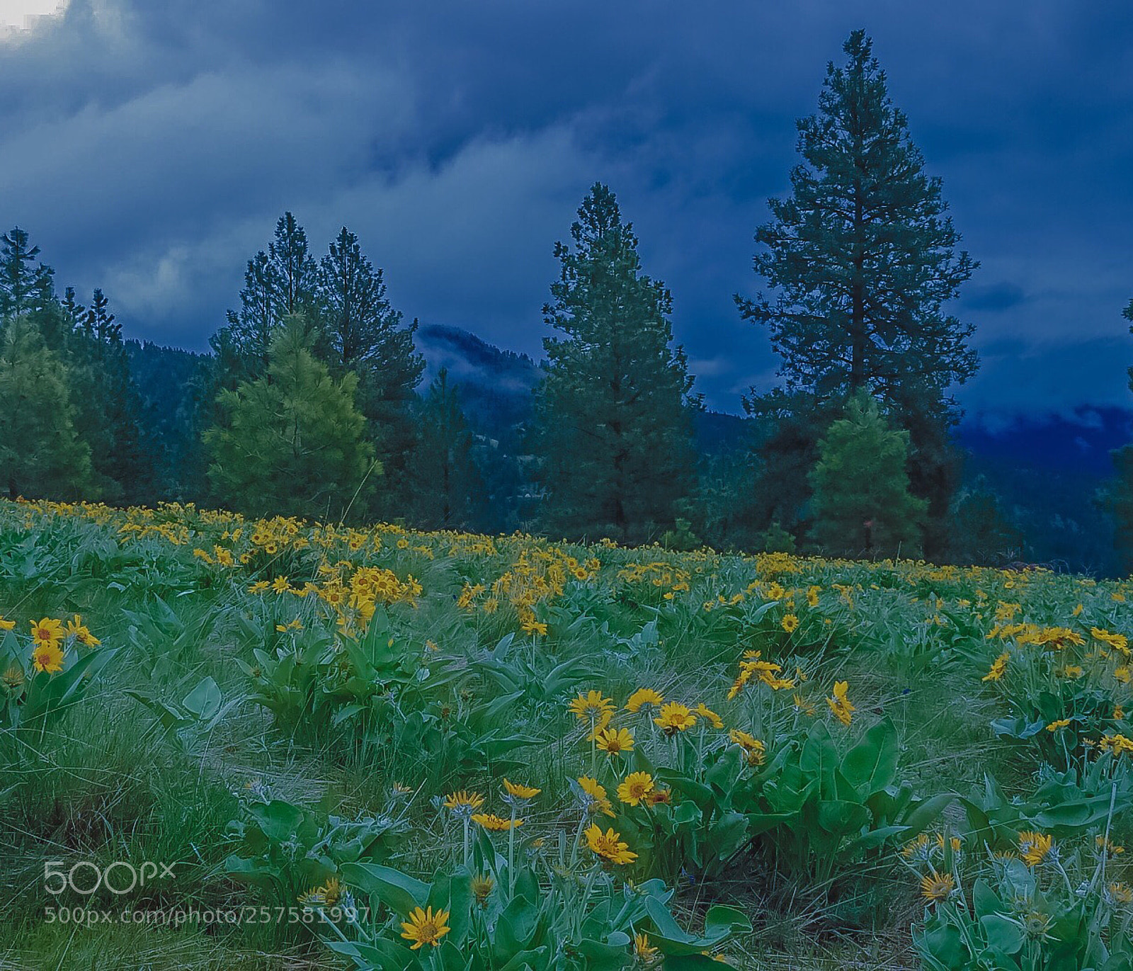 Nikon Coolpix P900 sample photo. Balsamroot boutique  photography