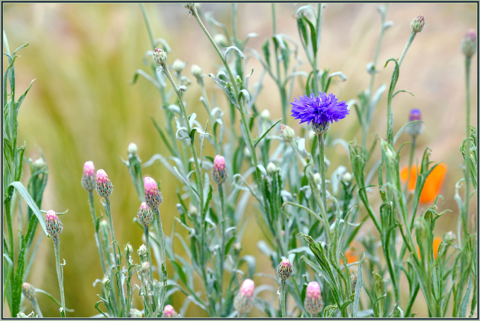 Sigma 105mm F2.8 EX DG OS HSM sample photo. Pink and blue photography