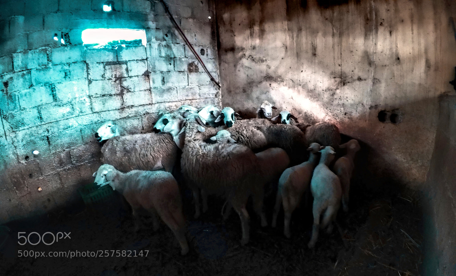 GoPro Hero5 Black sample photo. Life with animals photography