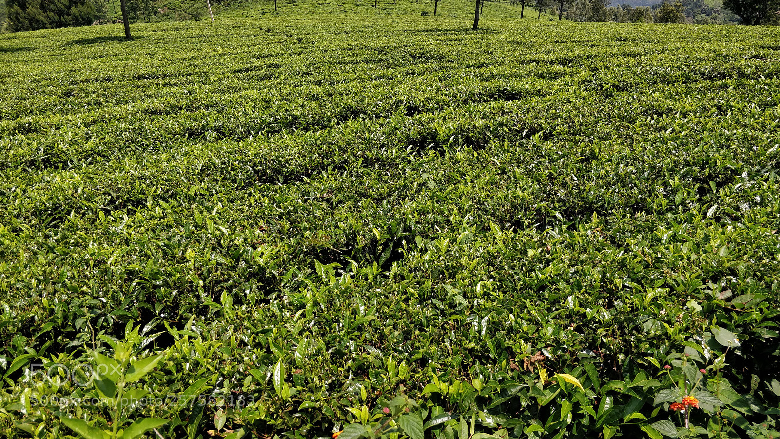 OnePlus 5 sample photo. Tea garden close-up photography