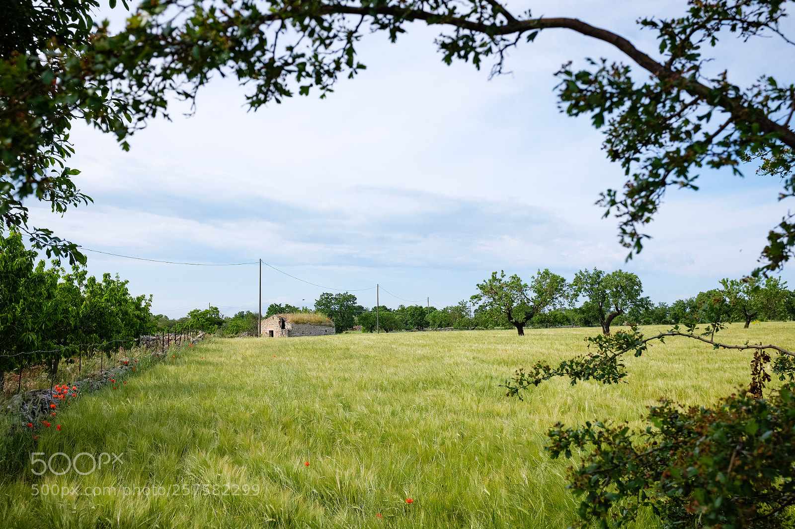 Fujifilm X100S sample photo. Landscape of apulian countryside photography